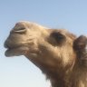 Camel Whisperer